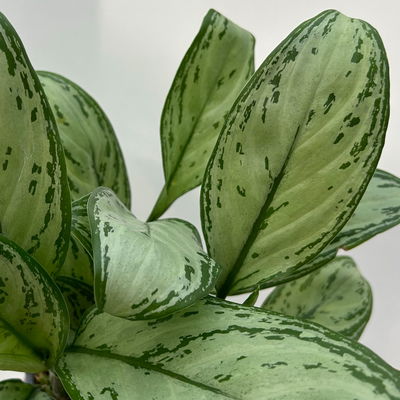 Aglaonema 'Maria Christina', mit Übertopf Dallas weiß, Topf-Ø 12 cm Aglaonema 'Maria Christina', mit Übertopf Dallas weiß, Topf-Ø 12 cm