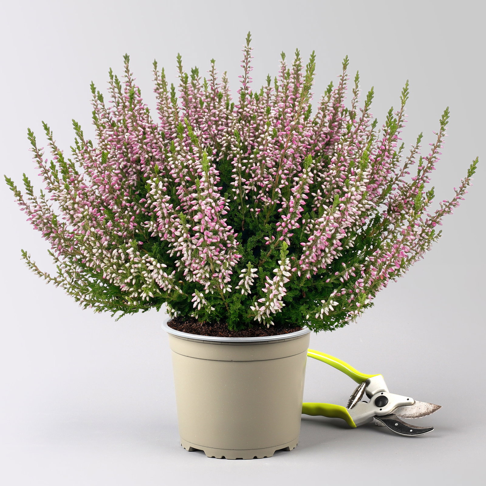 Knospenheide, lila, Topf-Ø 17 cm, 3 Pflanzen Knospenheide, lila, Topf-Ø 17 cm, 3 Pflanzen