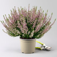 Knospenheide, lila, Topf-Ø 17 cm, 3 Pflanzen Knospenheide, lila, Topf-Ø 17 cm, 3 Pflanzen