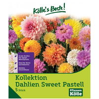Kollektion Dahlien 'Sweet Pastell', Größe 1, 5 Blumenknollen