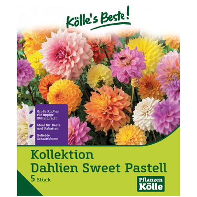 Kollektion Dahlien 'Sweet Pastell', Größe 1, 5 Blumenknollen
