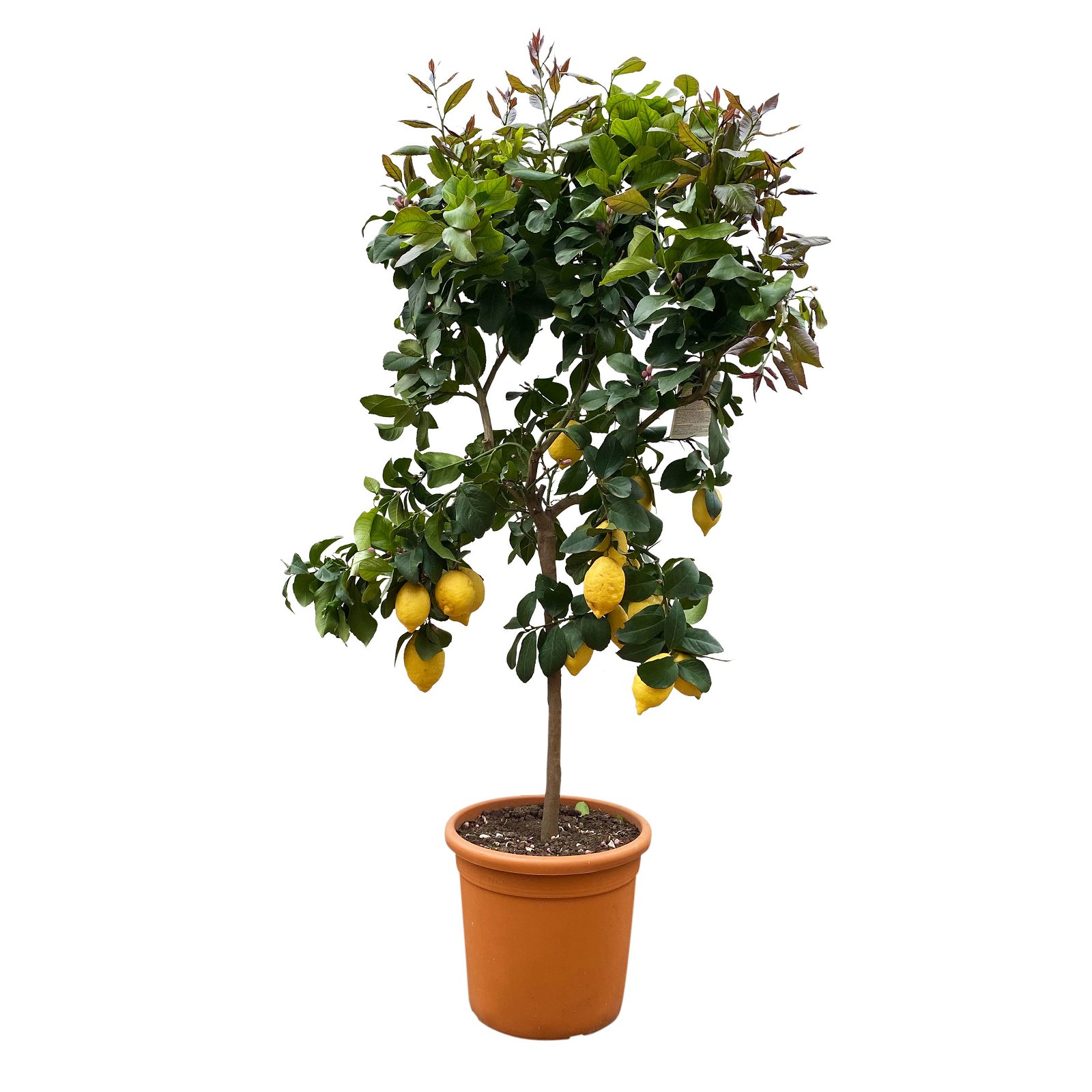 Zitronenbaum, Stamm, Topf-Ø 33 cm, Höhe ca. 150 cm