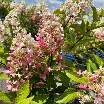 Rispenhortensie 'Pinky Winky'® DVP PinkyⓈ, Höhe ca. 30-40 cm, Topf 5 Liter Rispenhortensie 'Pinky Winky'® DVP PinkyⓈ, Höhe ca. 30-40 cm, Topf 5 Liter