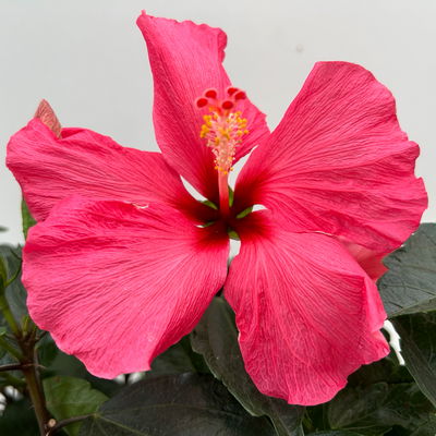 Hibiskus rosa, Busch, Topf-Ø 21 cm, Höhe ca. 50 cm Hibiskus rosa, Busch, Topf-Ø 21 cm, Höhe ca. 50 cm