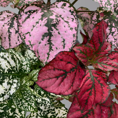 Hypoestes 'Trio', weiß-rot-rosa, Topf-Ø 12 cm Ø, 6 Pflanzen