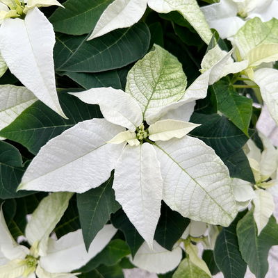 Bio Herbsttern, Euphorbia 'Princettia®', weiß, Topf-Ø 17 cm