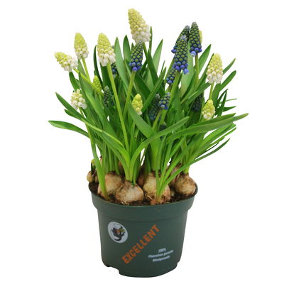 Traubenhyazinthe 'Mix',blau und weiß, vorgetrieben, Topf-Ø 10,5 cm, 6 Pflanzen