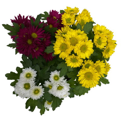 Chrysanthemen 'Swifty Trio', weiß, gelb und dunkelrot, Topf-Ø 12 cm, 6 Pflanzen