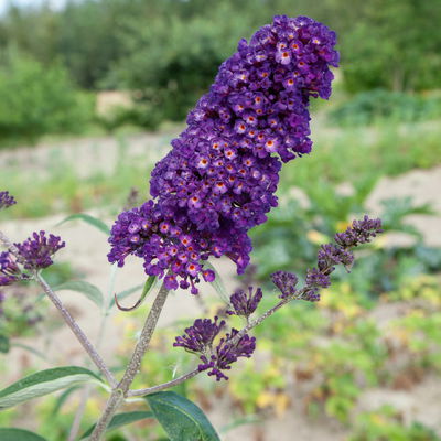 Dufthecke-Blütensträucher XL, 20er-Set, Höhe 80-100 cm, Topf 12+20 Liter