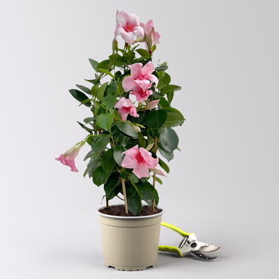 Dipladenie 'Pink Blush' rosa, gefüllt, Doppelbogen, Topf-Ø 14 cm, 2 Pflanzen Dipladenie 'Pink Blush' rosa, gefüllt, Doppelbogen, Topf-Ø 14 cm, 2 Pflanzen