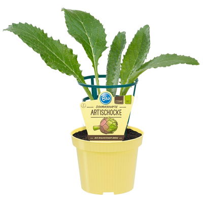 Blu Bio Artischocke F1, Topf-Ø 12 cm, 3er Set