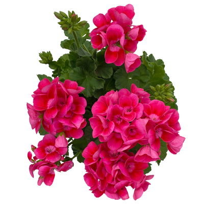 Stehende Geranie 'Pretty Little™', Topf-Ø 13 cm, 6er-Set