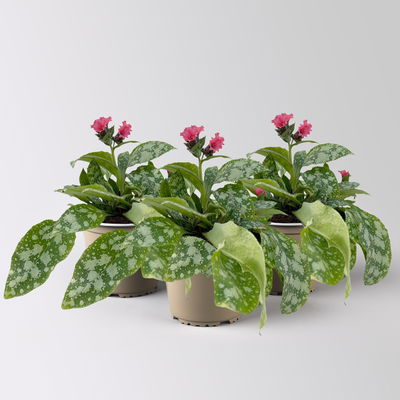 Bio Lungenkraut 'Shrimps on the Barbie', tiefrosa, Topf-Ø 12 cm, 3 Pflanzen