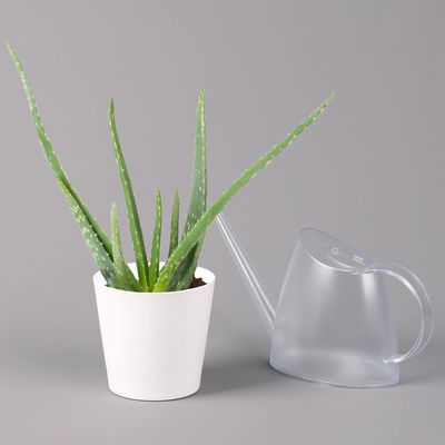 Aloe vera in Keramiktopf Dallas weiß, Topf-Ø 12 cm, Höhe ca. 20-35 cm