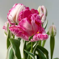 Papagei-Tulpe rosa, vorgetrieben, Topf-Ø 15 cm, 3 Pflanzen