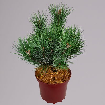 Blaue Silberkiefer 'Watereri', Höhe 25-30 cm, Topf 4 Liter, 2er-Set Blaue Silberkiefer 'Watereri', Höhe 25-30 cm, Topf 4 Liter, 2er-Set