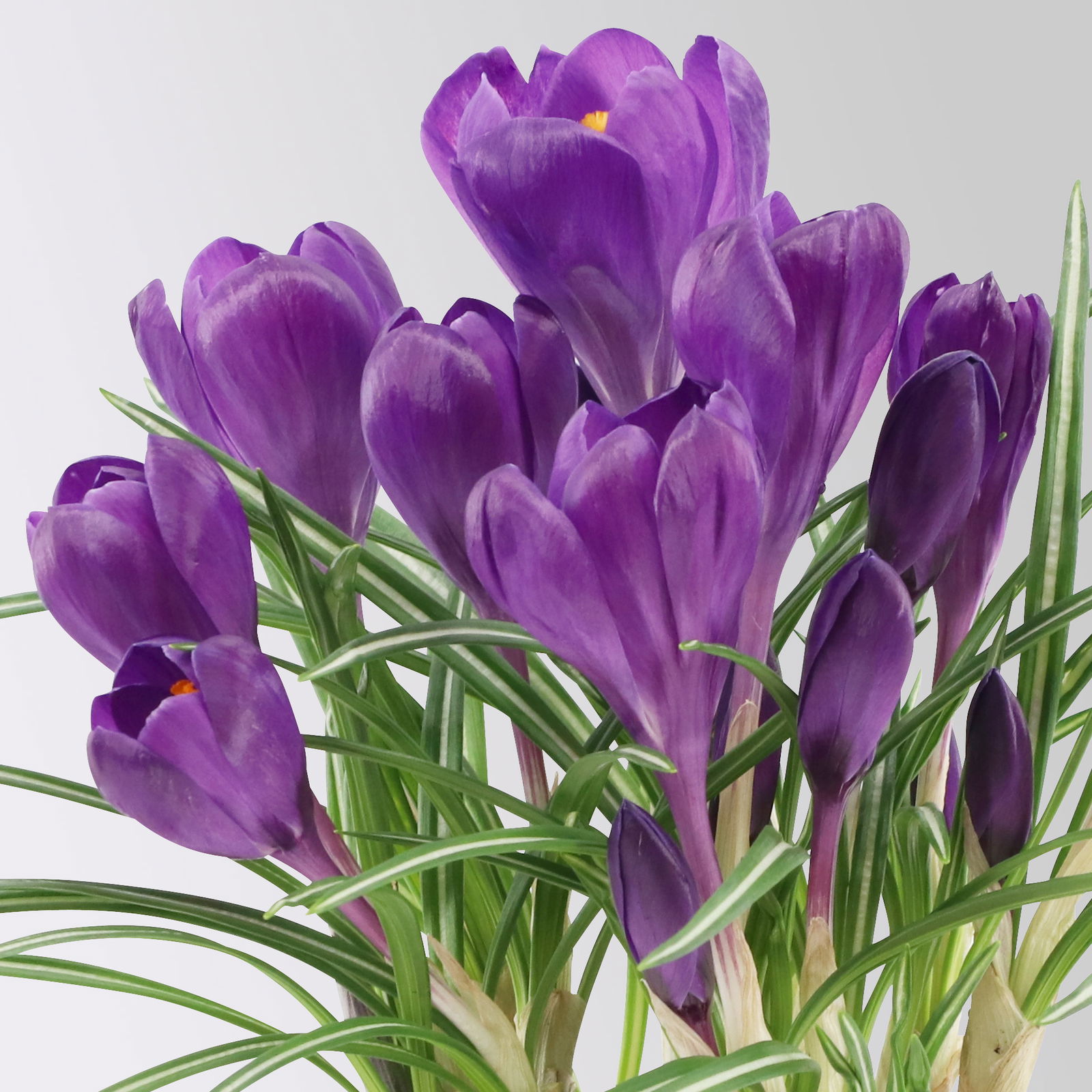 Krokus 'Flower Record' blau, vorgetrieben, Topf-Ø 10,5 cm, 6 Pflanzen