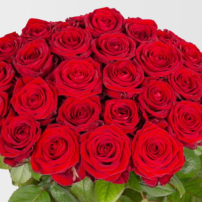 50 rote Rosen 'Red Naomi'