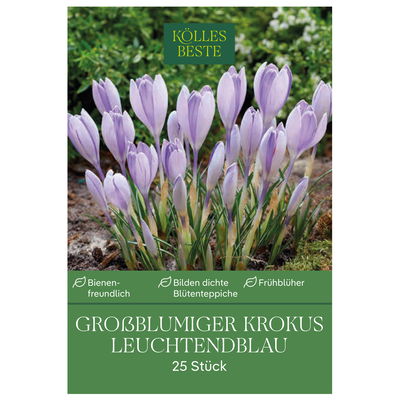 großblumige Krokusse leuchtend blau, 25 Blumenzwiebeln großblumige Krokusse leuchtend blau, 25 Blumenzwiebeln