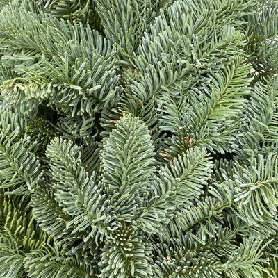 Nordmann- und Nobilis Tannenzweige im Handbund, ca. 2,5 kg, 2 Bund