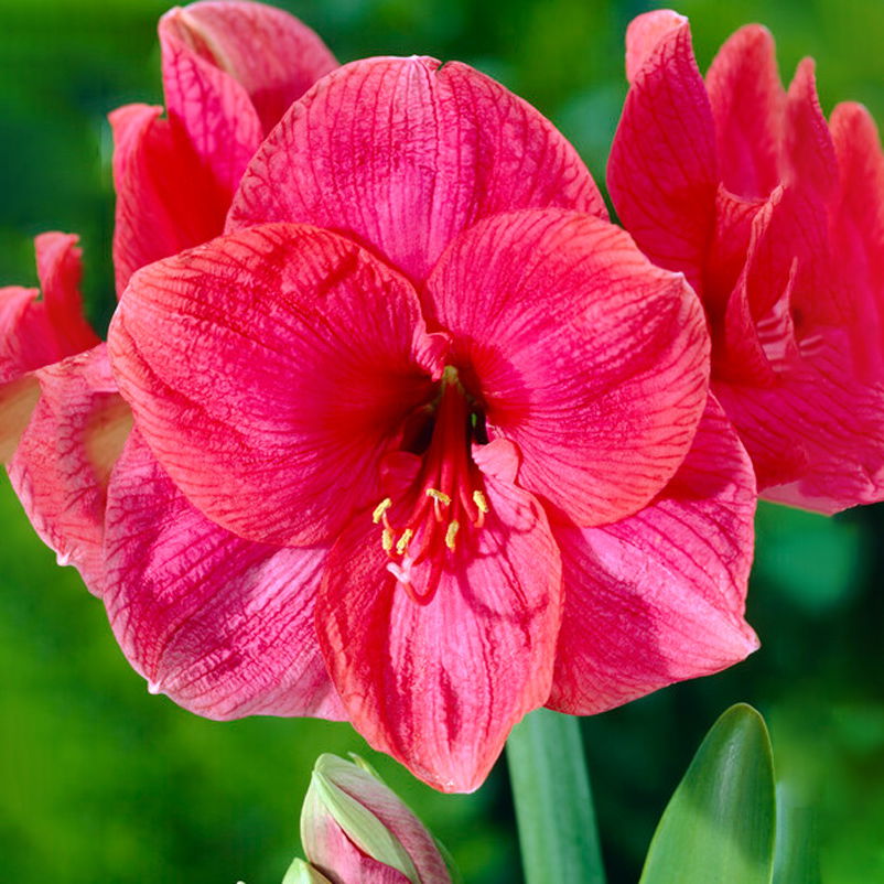 Gewachste XL-Amaryllis- Zwiebel, pinke Blüte, Dekor 'Superior Pink'