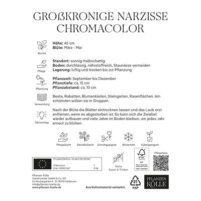 Großkronige Narzissen 'Chromacolor', Weiß-Orange, 7 Blumenzwiebeln
