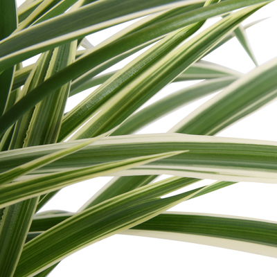 Grünlilie 'Laxum', Ampeltopf-Ø 17 cm, Höhe ca. 35 cm