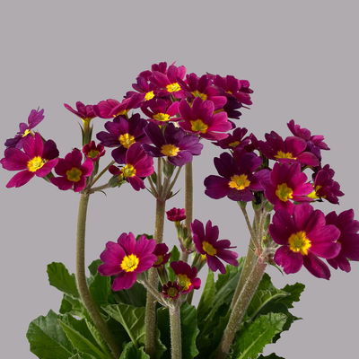 Oak Leaf Primel 'Oak Leaf' Farbe zufällig, Topf-Ø 13 cm, 4er-Set