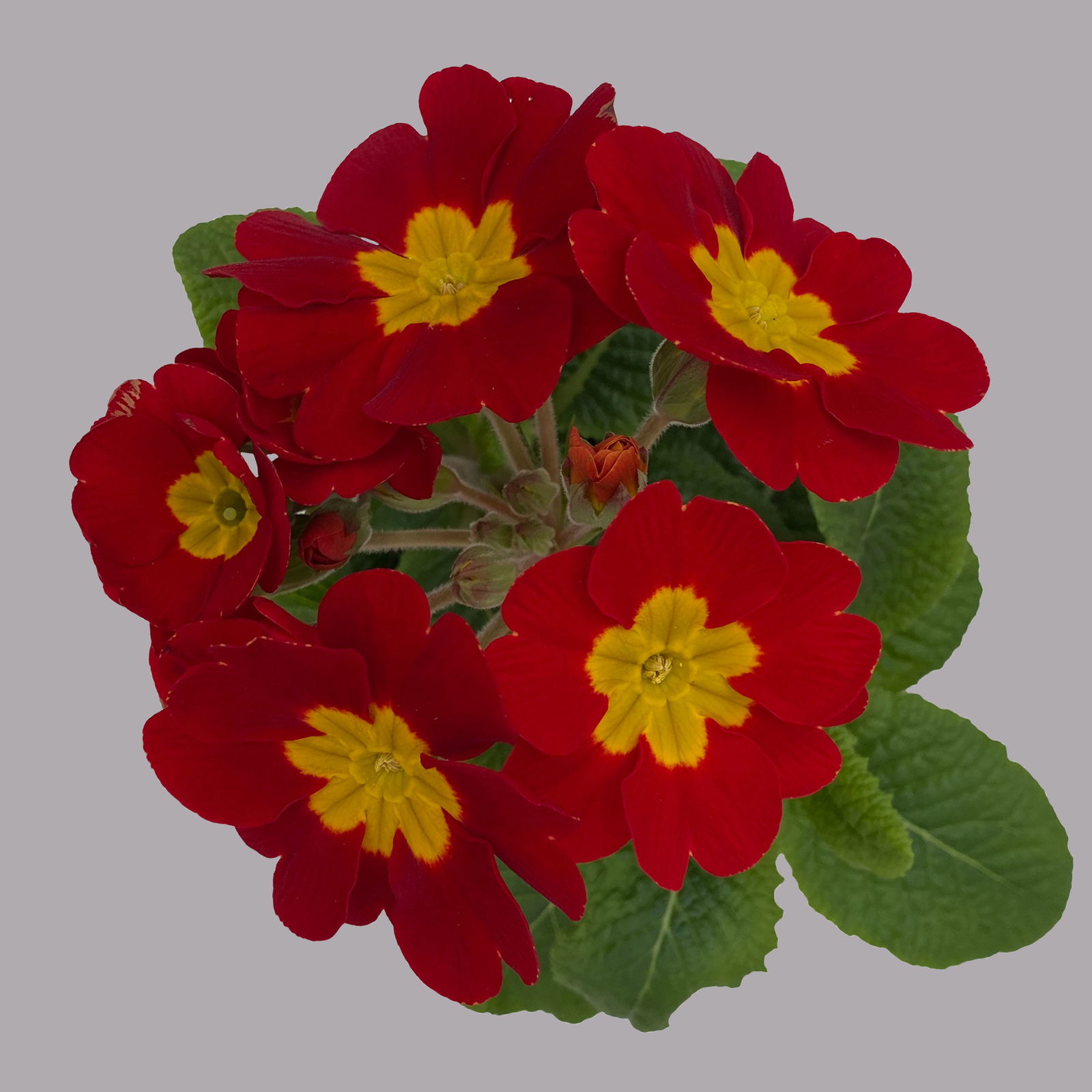 Hohe Schlüsselblume 'Inara® Red' rot, Topf-Ø 13 cm, 6er-Set