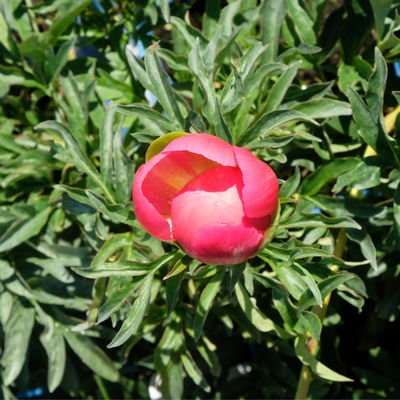 Pfingstrose 'Coral Sunset' korallrosa-hellgelb, Topf 3 Liter Pfingstrose 'Coral Sunset' korallrosa-hellgelb, Topf 3 Liter