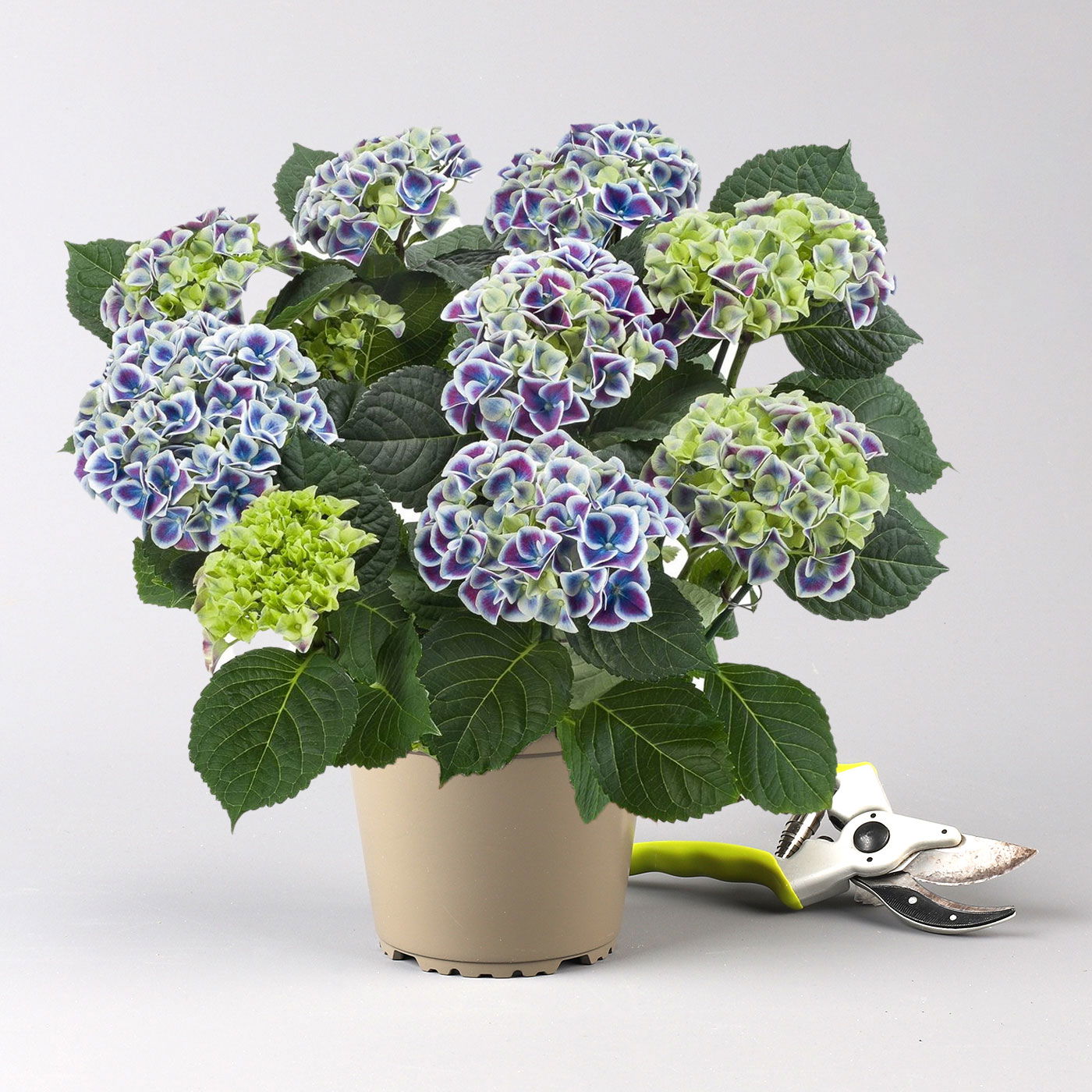 Hortensie 'Tivoli Blue' blau-weiß, Topf-Ø 14 cm