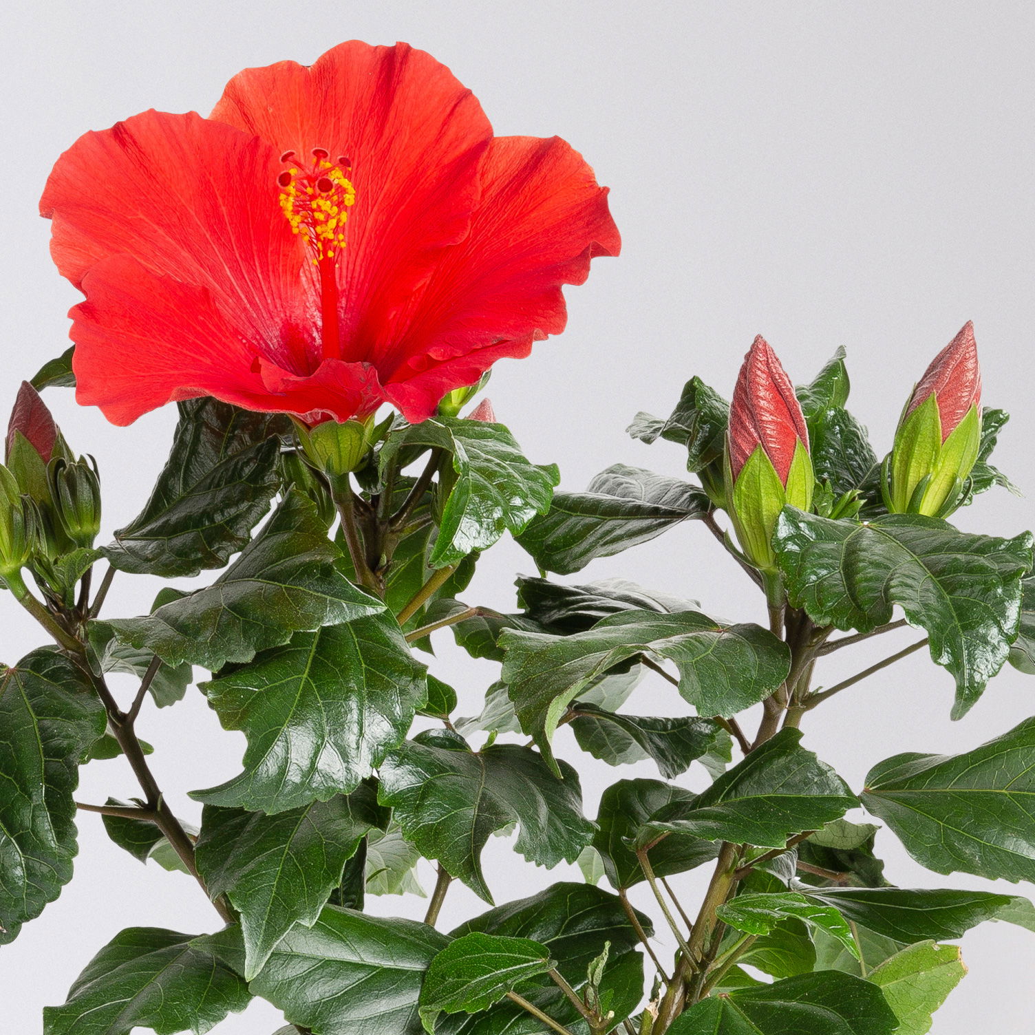 Hibiskus, rot, Topf-Ø 13 cm, Höhe ca. 35 cm, 2er-Set