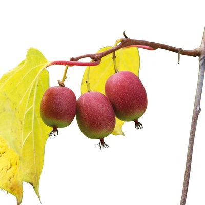 Weibliche Minikiwi 'Ken's Red', 2er-Set, Topf 15 cm Ø Weibliche Minikiwi 'Ken's Red', 2er-Set, Topf 15 cm Ø