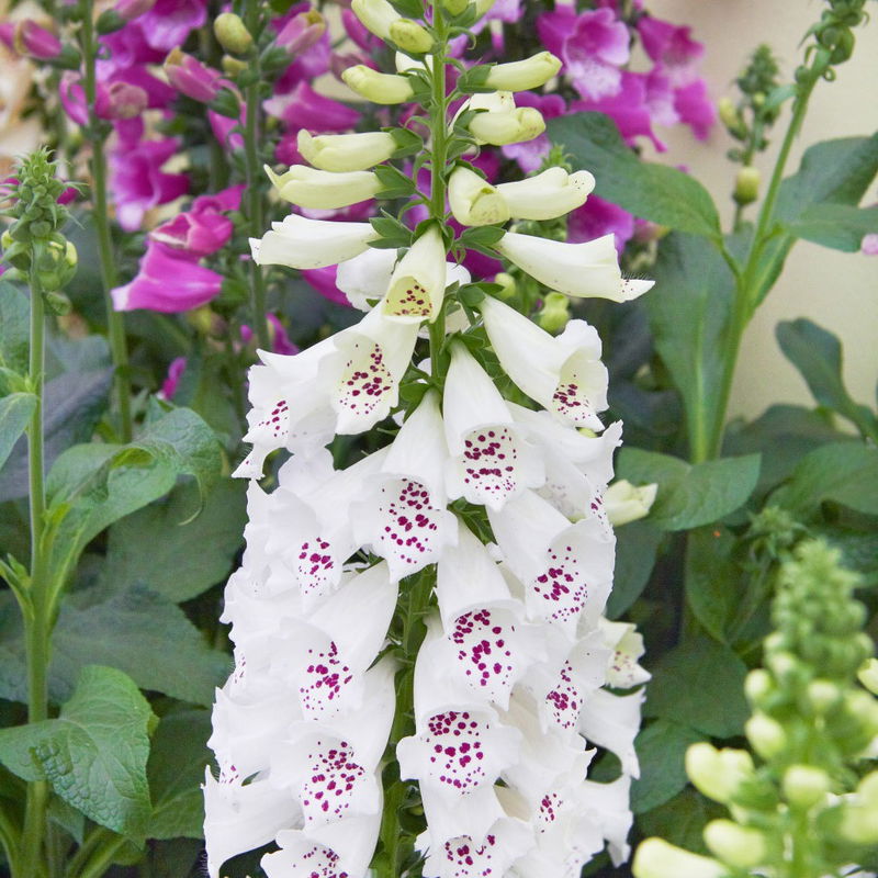 GartenFingerhut 'Dalmatian White', weiß, online kaufen PflanzenKölle