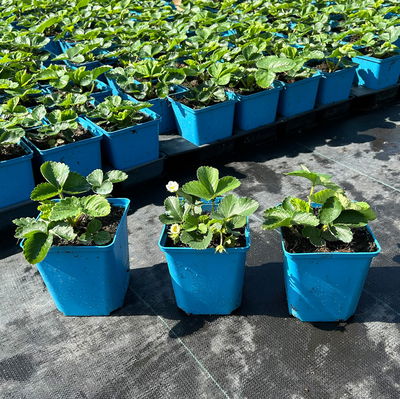 Bio Hummi® Erdbeere 'Gento', zweimaltragend, Topf 11x11cm, 3 Pflanzen