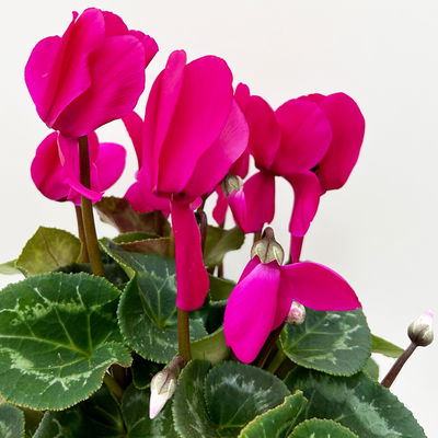 Alpenveilchen 'Meine Beste', lila, Topf-Ø 13 cm, 3 Pflanzen