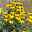 Bio Fallschirm-Sonnenhut 'Herbstsonne' gelb, Topf-Ø 11 cm, 3er-Set