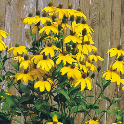 Bio Fallschirm-Sonnenhut 'Herbstsonne' gelb, Topf 11x11 cm, 3 Pflanzen Bio Fallschirm-Sonnenhut 'Herbstsonne' gelb, Topf 11x11 cm, 3 Pflanzen