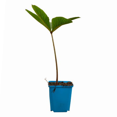 Schaublatt 'Rotlaub' cremeweiß, Topf 11x11 cm, 3 Pflanzen