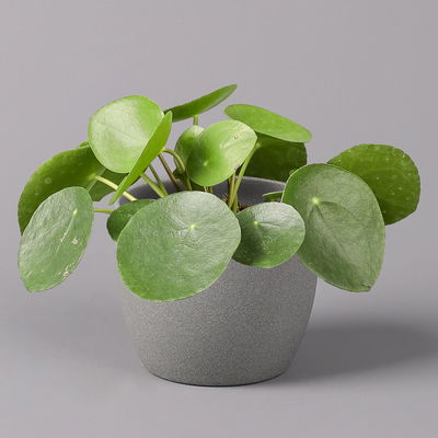Pilea peperomioides, Topf-Ø 12 cm, Höhe ca. 20 cm, 2er-Set