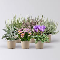 Pflanzenkreation 'Herbstwind', lila-weiß-silber, klein, 6 Pflanzen