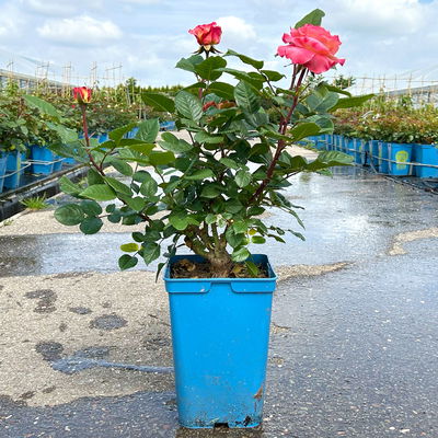Duftende Edelrose 'Augusta Luise®', rose - aprikot, Topf 5 Liter Duftende Edelrose 'Augusta Luise®', rose - aprikot, Topf 5 Liter