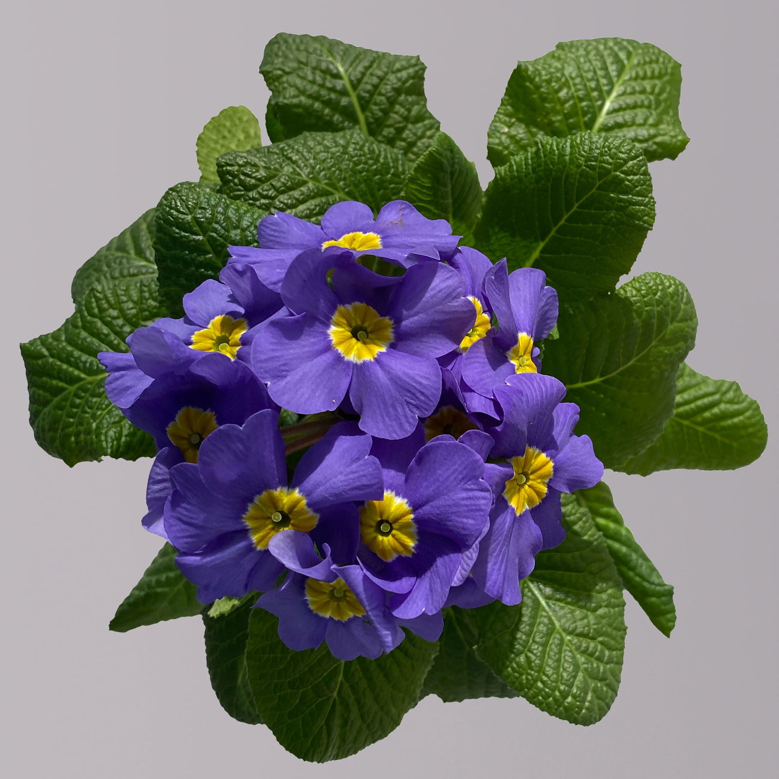 Hohe Schlüsselblume 'Inara® Blue' blau-violett, Topf-Ø 13 cm, 6er-Set