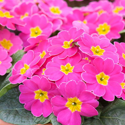 Primel rosa, Topf-Ø 10,5 cm, 8 Pflanzen Primel rosa, Topf-Ø 10,5 cm, 8 Pflanzen