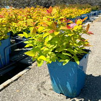 Goldorange Japanspiere 'Double Play®Big Bang', Spiraea japonica, Topf 5 Liter