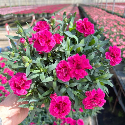 Nelke 'Oscar®', Farbe zufällig, Topf-Ø 14 cm, 4 Pflanzen