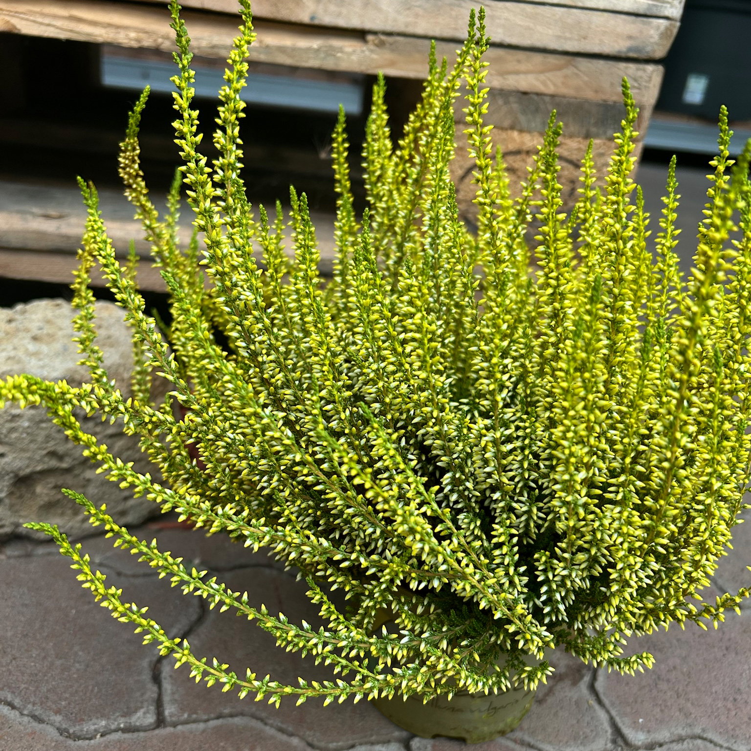 Knospenheide 'Picasso' gefärbt, Farben zufällig, Topf-Ø 12 cm, 6 Pflanzen Knospenheide 'Picasso' gefärbt, Farben zufällig, Topf-Ø 12 cm, 6 Pflanzen