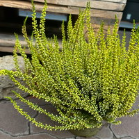 Knospenheide 'Picasso' gefärbt, Farben zufällig, Topf-Ø 12 cm, 6 Pflanzen Knospenheide 'Picasso' gefärbt, Farben zufällig, Topf-Ø 12 cm, 6 Pflanzen