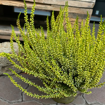Knospenheide 'Picasso' gefärbt, Farben zufällig, Topf-Ø 12 cm, 6 Pflanzen Knospenheide 'Picasso' gefärbt, Farben zufällig, Topf-Ø 12 cm, 6 Pflanzen