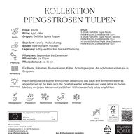 Pfingstrosen-Tulpen, weiß, rosa & lila, 20 Blumenzwiebeln